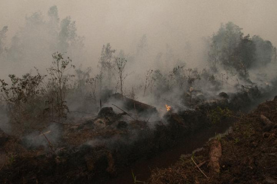 Peat Degradation will Disadvantage the People Photo: CIFOR