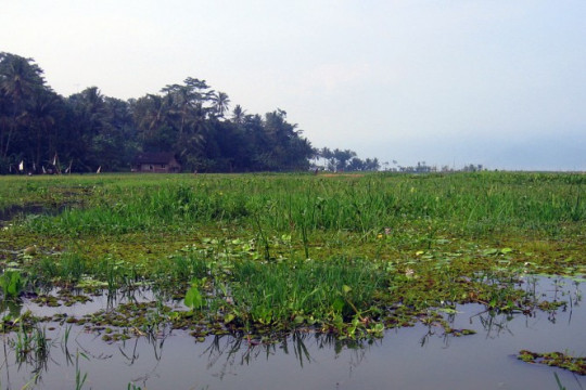 Purun usually grow around swamps  © Wikipedia