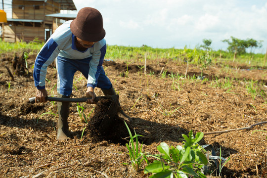 OKI farmer working on peatland. © Mokhamad Edliadi/CIFOR