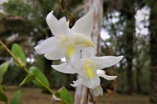 A pigeon orchid saved by the GMJB community ©Yitno Suprapto