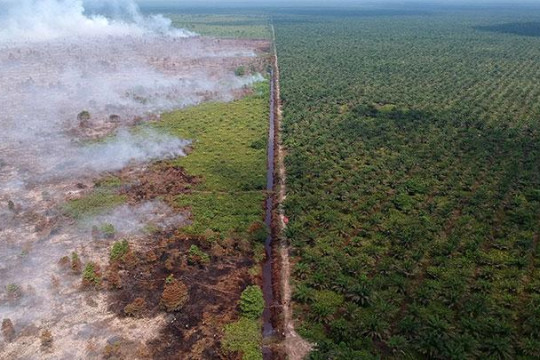 Aerial photo of an oil palm plantation owned by a company (right) and peat fire (left) in Kumpeh Ulu, Muarojambi, Jambi, Tuesday, 30 July 2019. © ANTARA/Wahdi Septiawan