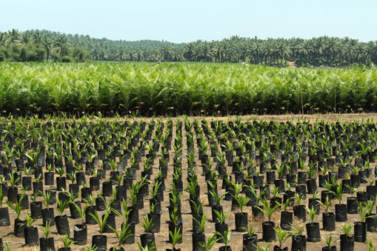The conversion of forest area into oil palm plantation contributes to deforestation  © CIFOR
