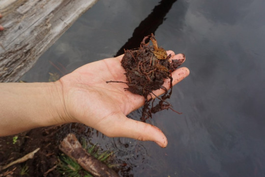 The form and structure of peat. © Almo Pradana, WRI Indonesia