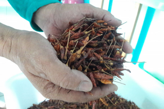 Cabai kering dari Desa Hiyung ©Donny Muslim