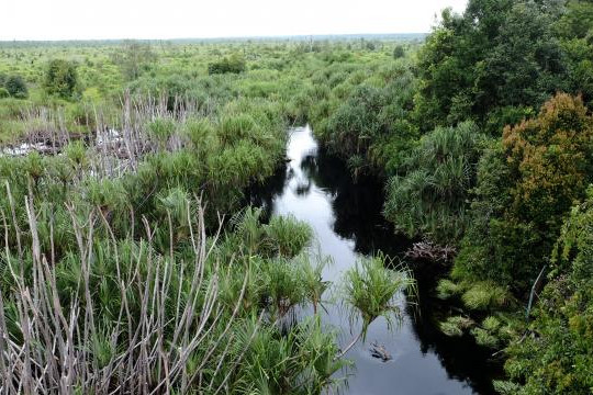 Peatland in Palangka Raya, Central Kalimantan ©Pantau Gambut