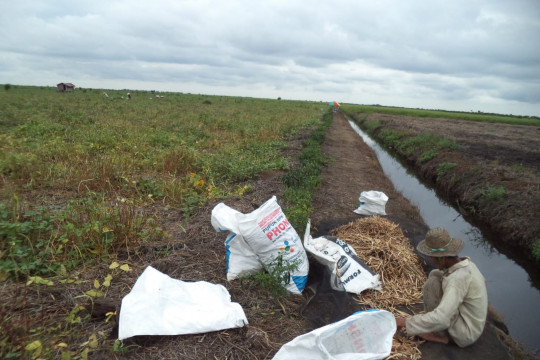 Haiz is sorting cowpeas. Documentation: Donny Muslim/Pantau Gambut