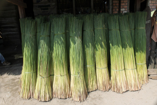 Purun is used as raw material for woven crafts made by the Pedamaran people ©Ibrahim