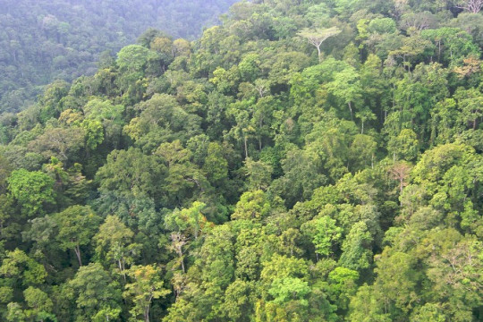 Dense rainforest in Papua, Indonesia. © Nining Liswanti/CIFOR