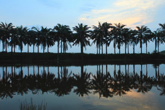The scenery around the location of Talang Tuwo inscription has changed a lot. Green and dense vegetation have been replaced with settlements and industrial plantations. ©Parliza Hendrawan