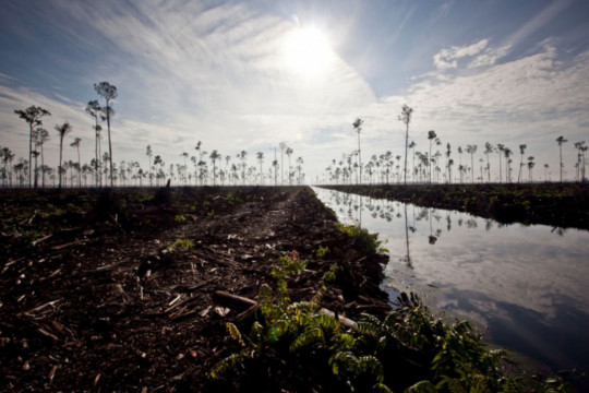 Destroyed forest in PT Ruas Utama Jaya (RUJ) concession area © Ulet Ifansasti / Greenpeace