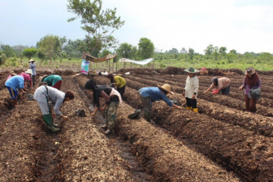 Farmers from the women's group in Parit I/II Village and Sungai Kayu Ara Village cultivate peatland for planting shallots. Photo Credit © Riau Women Working Group