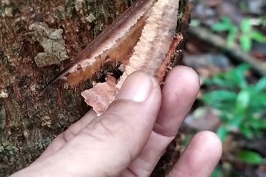 The bark still attached to the Gemor tree trunk (Nothaphoebe coriacea) ©Hidayat Turrahman