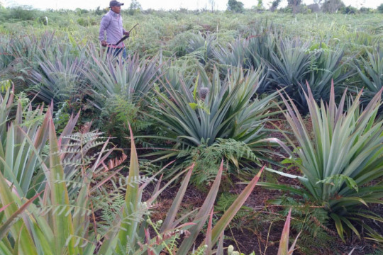 Pineapple plantations act as a firebreak in the peatland in Jaya Hamlet, Sungaienau Village, Kuala Mandor B Sub-District, Kubu Raya, West Kalimantan ©Aries Munandar