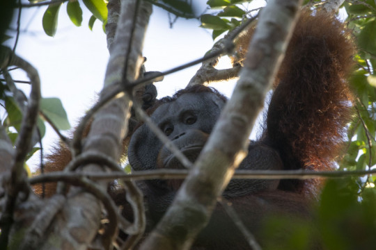 ©Ardiles Rante - HKV/ Pantau Gambut