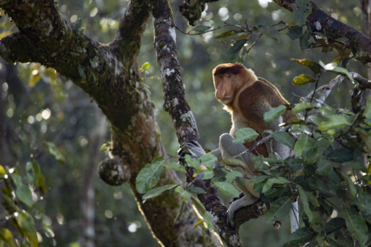 ©Ardiles Rante - HKV/Pantau Gambut