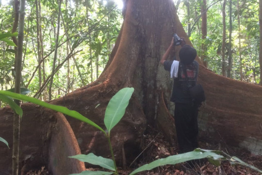 Peat Forest in Lukun Village, Meranti Islands, Riau, April 2019. Documentation: Zamzami