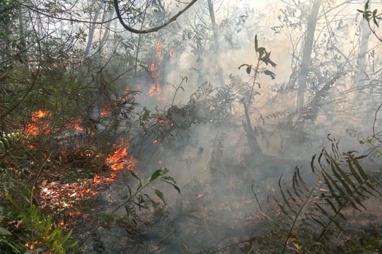 A fire in ​​Teluk Makmur Village, Medang Kampai, Dumai, Riau. ©Romes Irawan Putra/Kaliptra Andalas