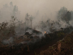 Peat Degradation will Disadvantage the People Photo: CIFOR