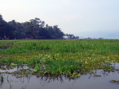 Purun usually grow around swamps  © Wikipedia