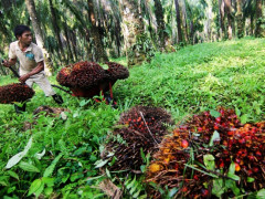 Regulations on Peatlands are Considered Unfavorable to the People ©Tempo