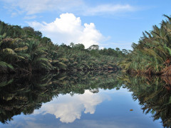 According to data from the Center for Agricultural Land Resources (BBSDLP), Indonesia has 14.9 million hectares of peatlands. However, most of them are already degraded. ©CIFOR
