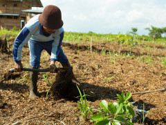 OKI farmer working on peatland. © Mokhamad Edliadi/CIFOR