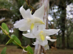 A pigeon orchid saved by the GMJB community ©Yitno Suprapto