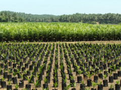 The conversion of forest area into oil palm plantation contributes to deforestation  © CIFOR