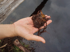 The form and structure of peat. © Almo Pradana, WRI Indonesia