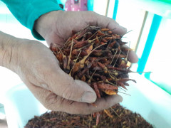 Cabai kering dari Desa Hiyung ©Donny Muslim