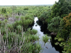Peatland in Palangka Raya, Central Kalimantan ©Pantau Gambut