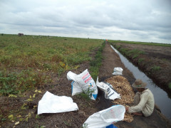 Haiz is sorting cowpeas. Documentation: Donny Muslim/Pantau Gambut