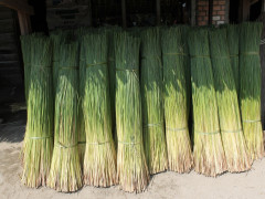 Purun is used as raw material for woven crafts made by the Pedamaran people ©Ibrahim