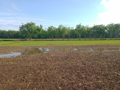 Agricultural land preparation ©Walhi Kalteng