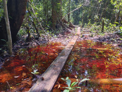 A photography angle portraying the condition of Village Forest with peat ecosystem in Riau which is rich in biodiversity ©Zamzami