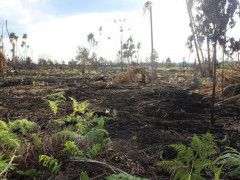 Burned area in Lukun Village, Riau. ©Pantau Gambut