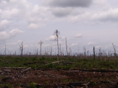 The burnt area in PT Pesona Belantara Persada in 2019 ©Yitno Suprapto for Pantau Gambut