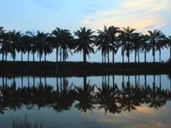 The scenery around the location of Talang Tuwo inscription has changed a lot. Green and dense vegetation have been replaced with settlements and industrial plantations. ©Parliza Hendrawan