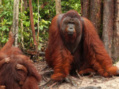 Orangutans are one of the species living in peatlands. © WRI