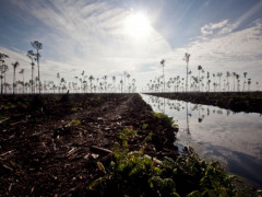 Destroyed forest in PT Ruas Utama Jaya (RUJ) concession area © Ulet Ifansasti / Greenpeace