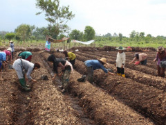 Farmers from the women's group in Parit I/II Village and Sungai Kayu Ara Village cultivate peatland for planting shallots. Photo Credit © Riau Women Working Group