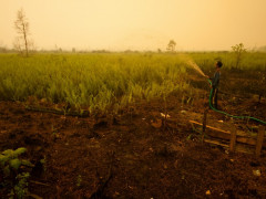 Local farmers water their land to prevent fire © CIFOR