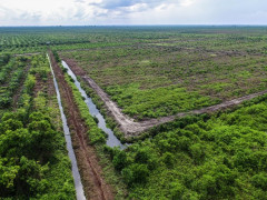 Aerial view of canal blocking in Riau. © Mokhamad Edliadi/CIFOR