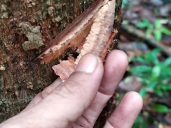 The bark still attached to the Gemor tree trunk (Nothaphoebe coriacea) ©Hidayat Turrahman
