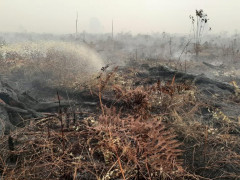 Firefighters extinguishing the fire in Tanjung Jabung Timur District during the forest and land fires in 2019 ©Feri Irawan