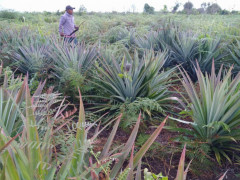 Pineapple plantations act as a firebreak in the peatland in Jaya Hamlet, Sungaienau Village, Kuala Mandor B Sub-District, Kubu Raya, West Kalimantan ©Aries Munandar