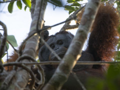 ©Ardiles Rante - HKV/ Pantau Gambut