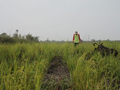 Rice fields managed without burning the land ©Parliza Hendrawan