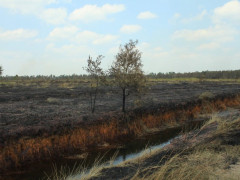 Lahan terbakar milik masyarakat di Desa Suak Batok ©Parliza Hendrawan