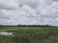 Peatland ready to be planted with corn in Jebus Village, Kumpeh Subdistrict, Muaro Jambi. ©Anto
